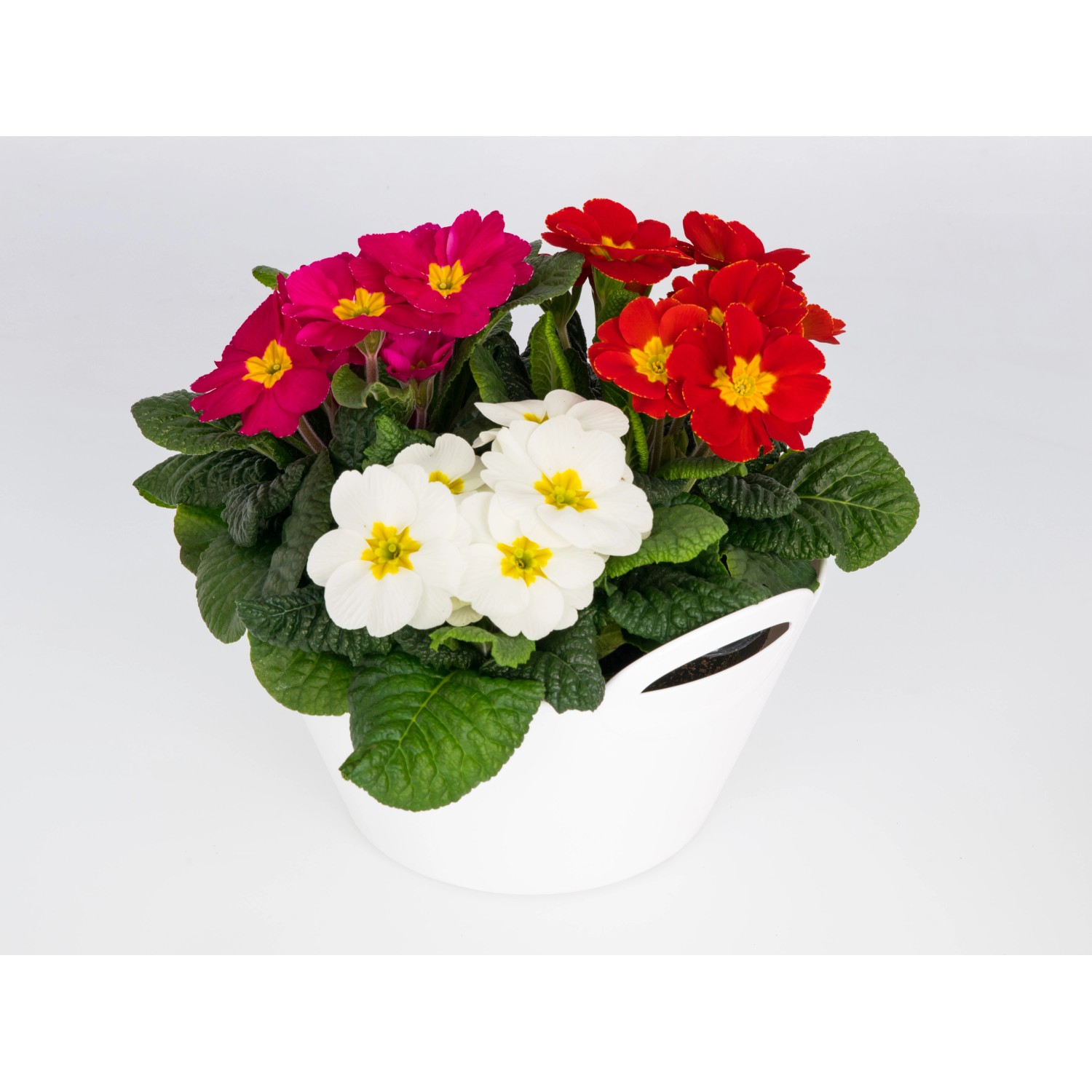 Kissen Primel Trio Topf Ca Cm Primula Acaulis Kaufen Bei Obi