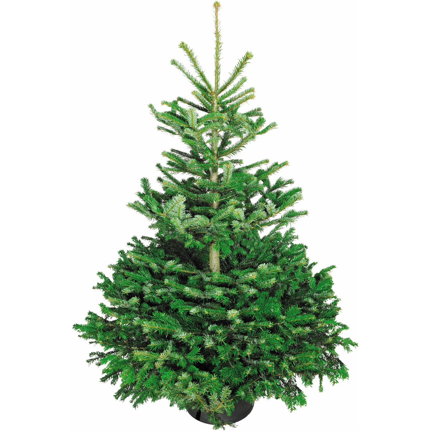 Weihnachtsbaum Echte Nordmanntanne 150 175 cm hoch gesägt kaufen bei OBI