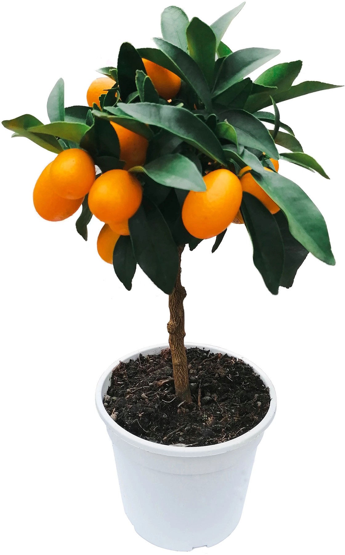 Grow By Obi Citrus St Mmchen H He Ca Cm Topf Ca Cm Citrus