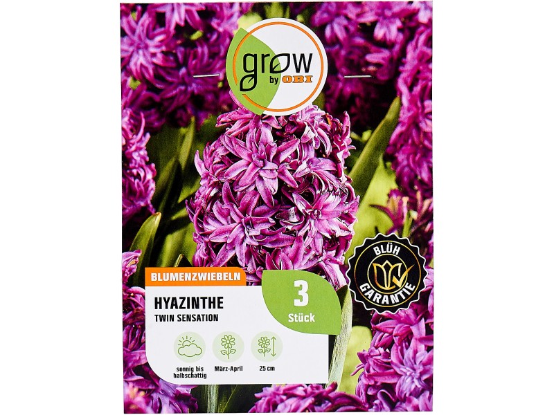 Grow By Obi Hyazinthen Blumenzwiebel Lila Twin Pearl St Ck