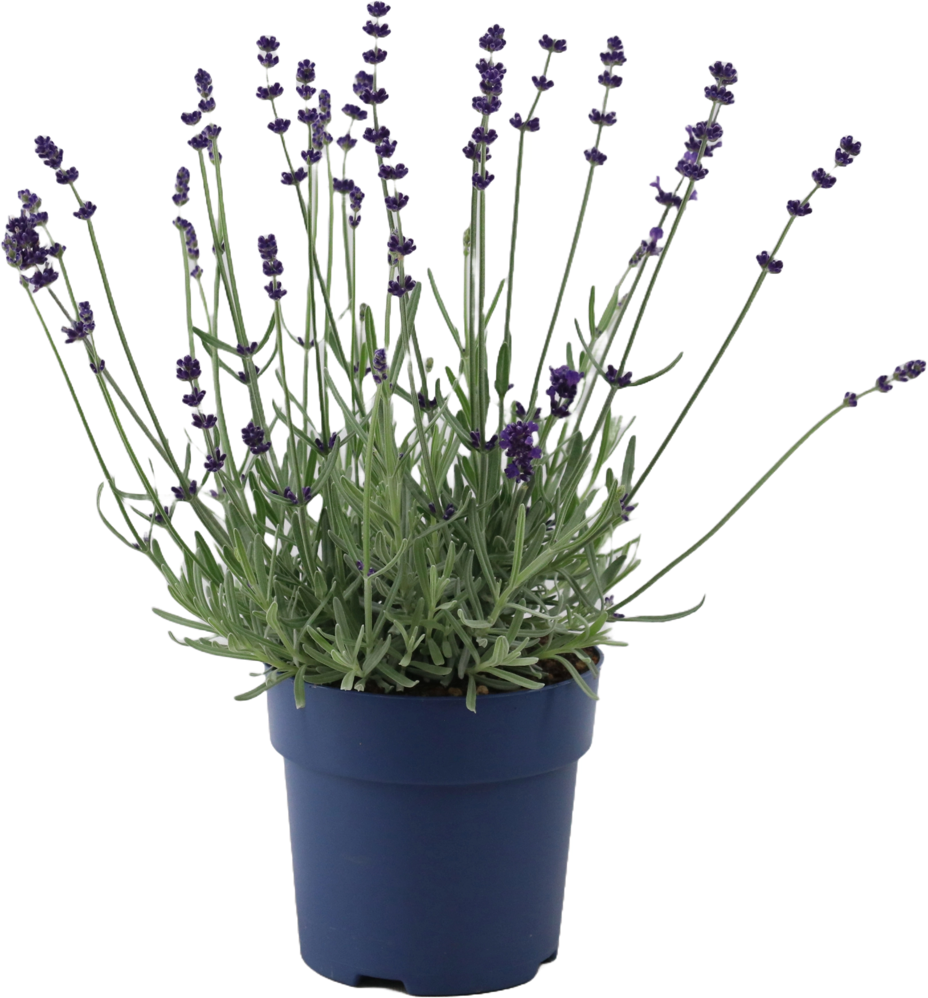 Lavendel Felice Silver Topf Ca Cm Lavandula Angustifolia Kaufen