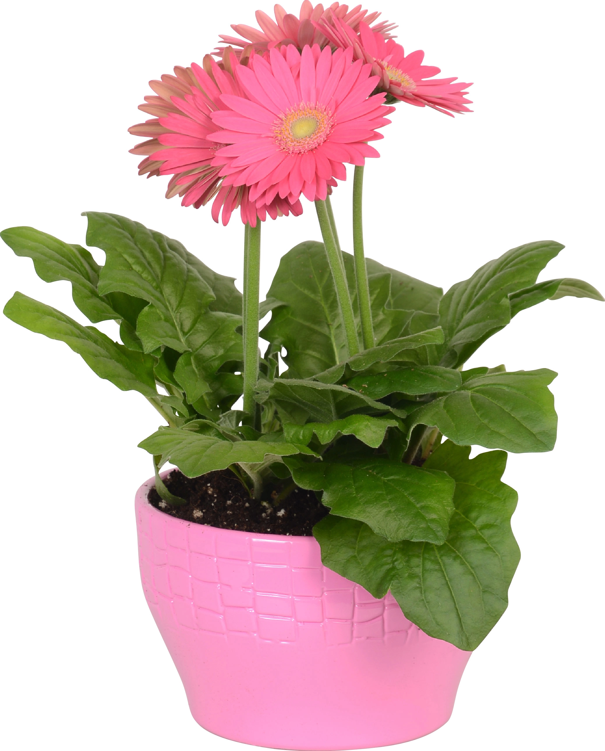 Bepflanzte Keramik Schale Gerbera Topf Ca Cm Kaufen Bei Obi