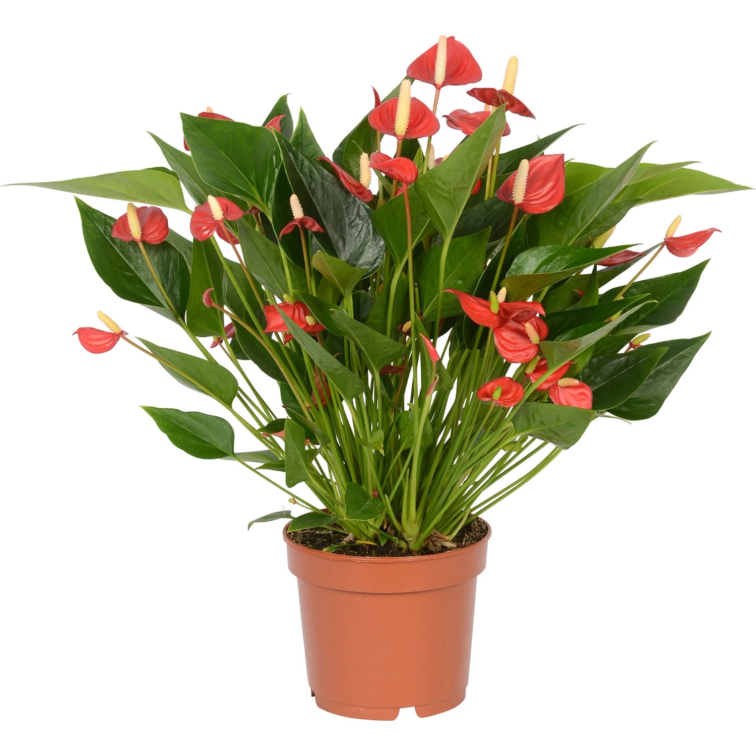 Anthurie Karma Million Flowers Topf Ca Cm Anthurium Andreanum