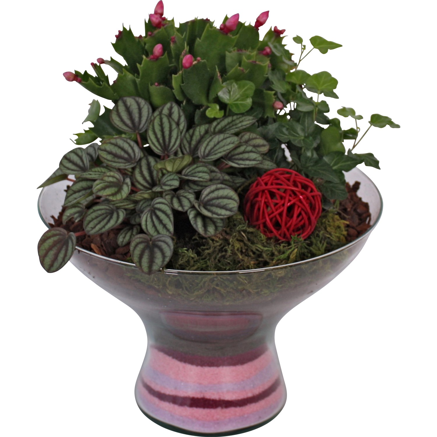 Schlumbergera Arrangement in Glasschale Topf Ø ca 25 cm kaufen bei OBI