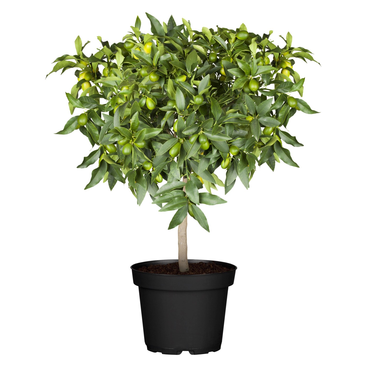 GROW by OBI Citrus Stamm Höhe ca 140 160 cm Topf Ø ca 50 cm Citrus