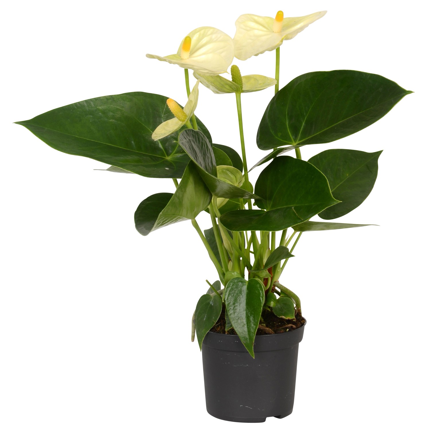 Anthurie Wei Topf Ca Cm Anthurium Andreanum Kaufen Bei Obi