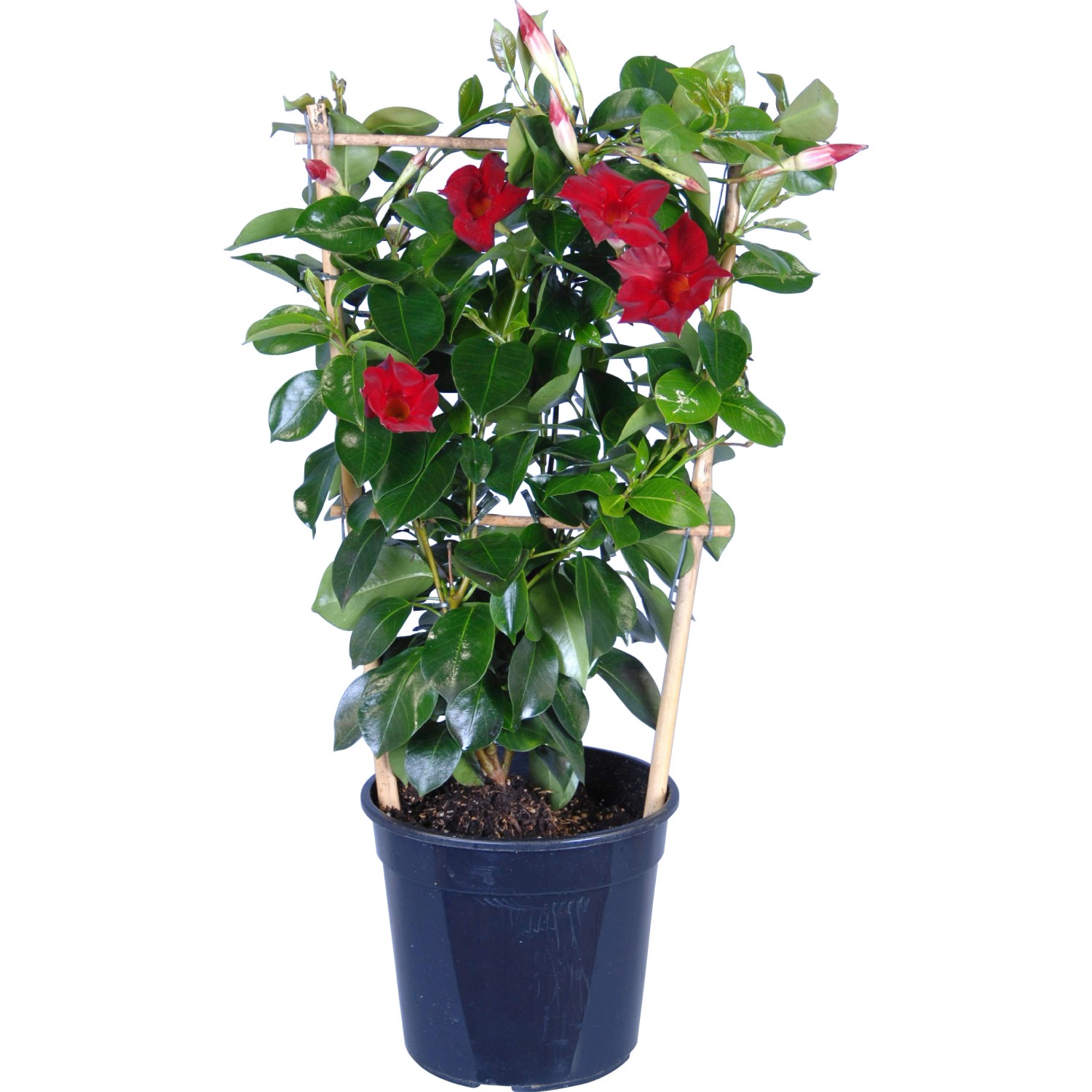 Dipladenie Rot mit Rankhilfe Topf Ø ca 17 cm Mandevilla sanderi kaufen