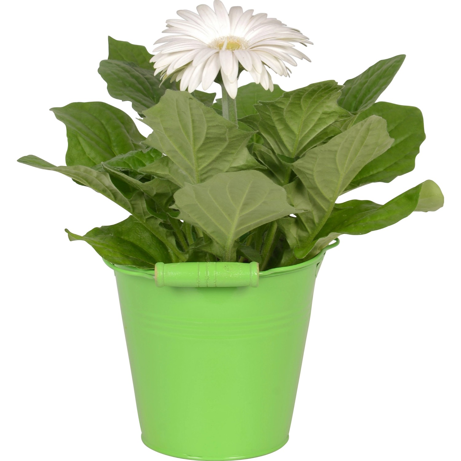 Bepflanzter Zinkeimer Gerbera verschiedene Farben Topf Ø ca 12 cm