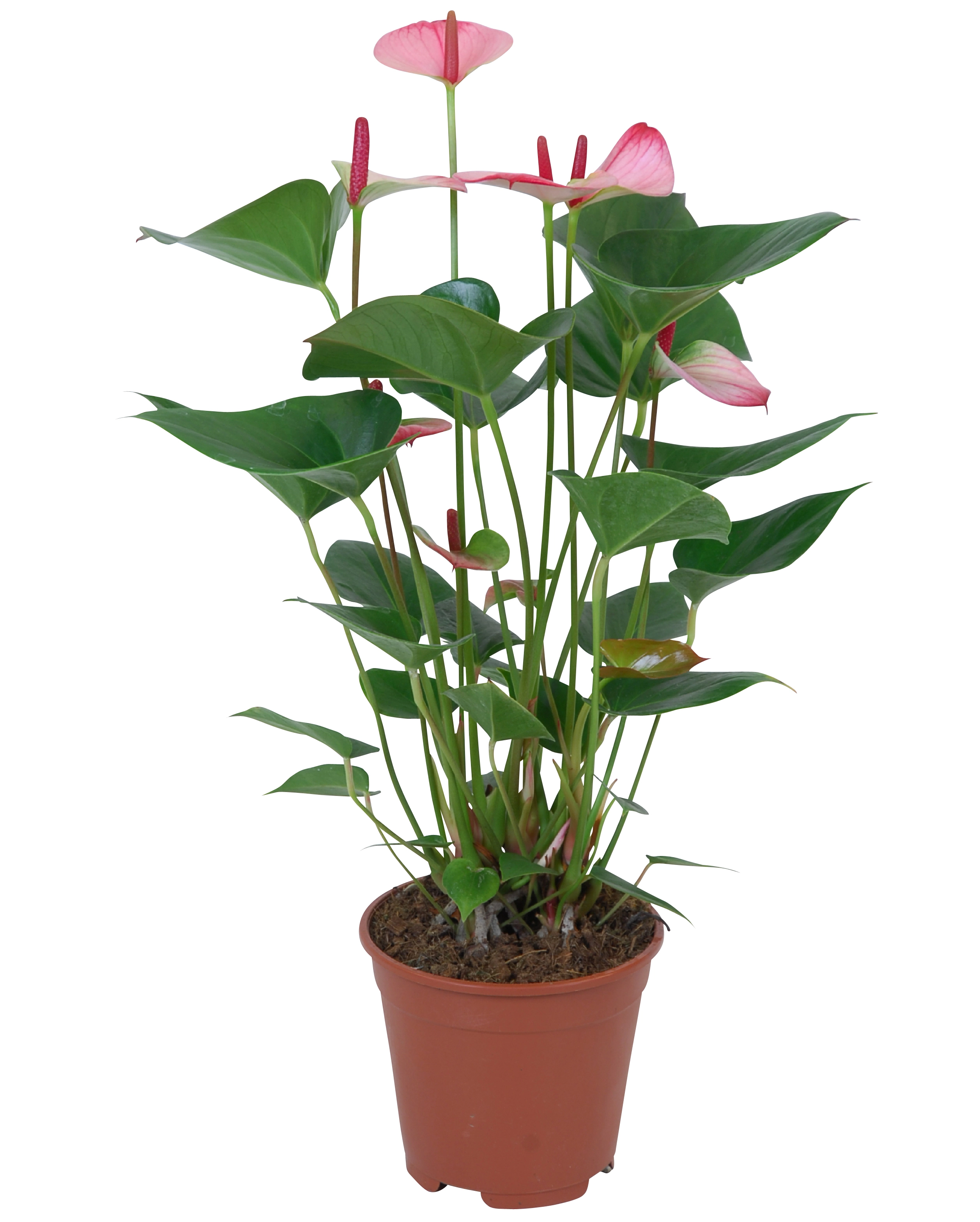 Anthurie Princess Amalia Elegance Rosa Topf Ca Cm Anthurium