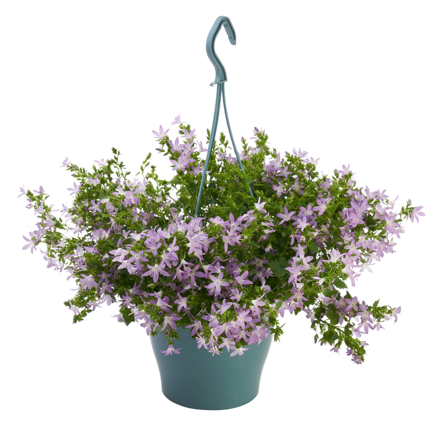 Glockenblumen Ampel Addenda Topf Ca Cm Campanula