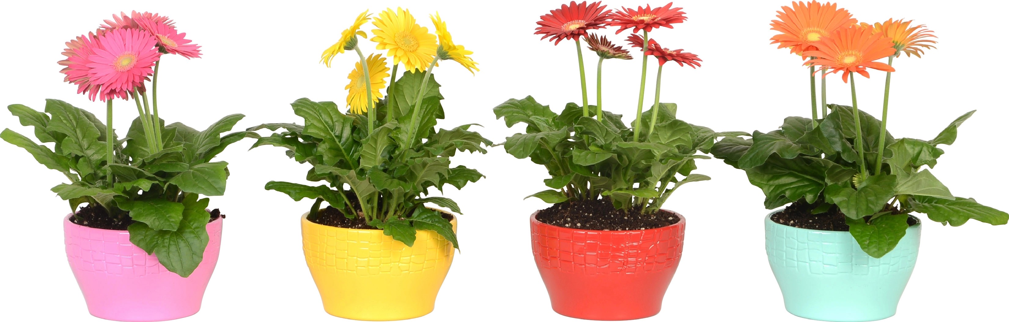 Bepflanzte Keramik Schale Gerbera Topf Ca Cm Kaufen Bei Obi