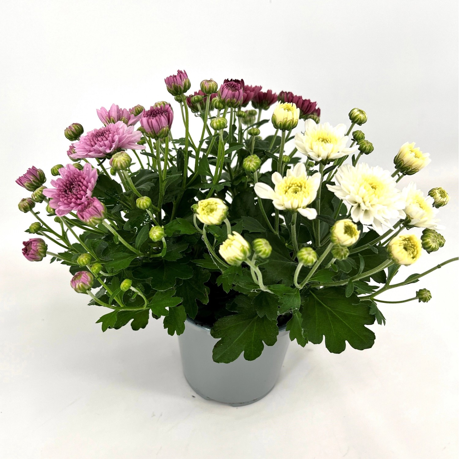 Korbblütler Trio Topf Ø ca 13 cm Chrysanthe mum ind kaufen bei OBI