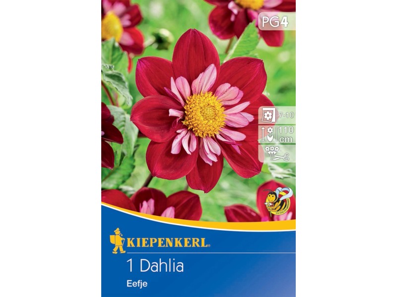 Halskrausen Dahlie Eefje Rot Rosa St Ck Gr I Dahlia Decorative