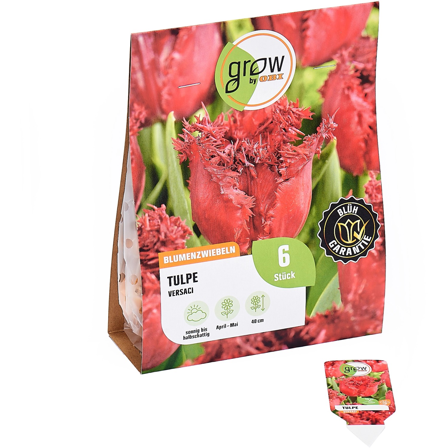 GROW by OBI Tulpen Blumenzwiebel Tiefrot Versaci 6 Stück Tulipa