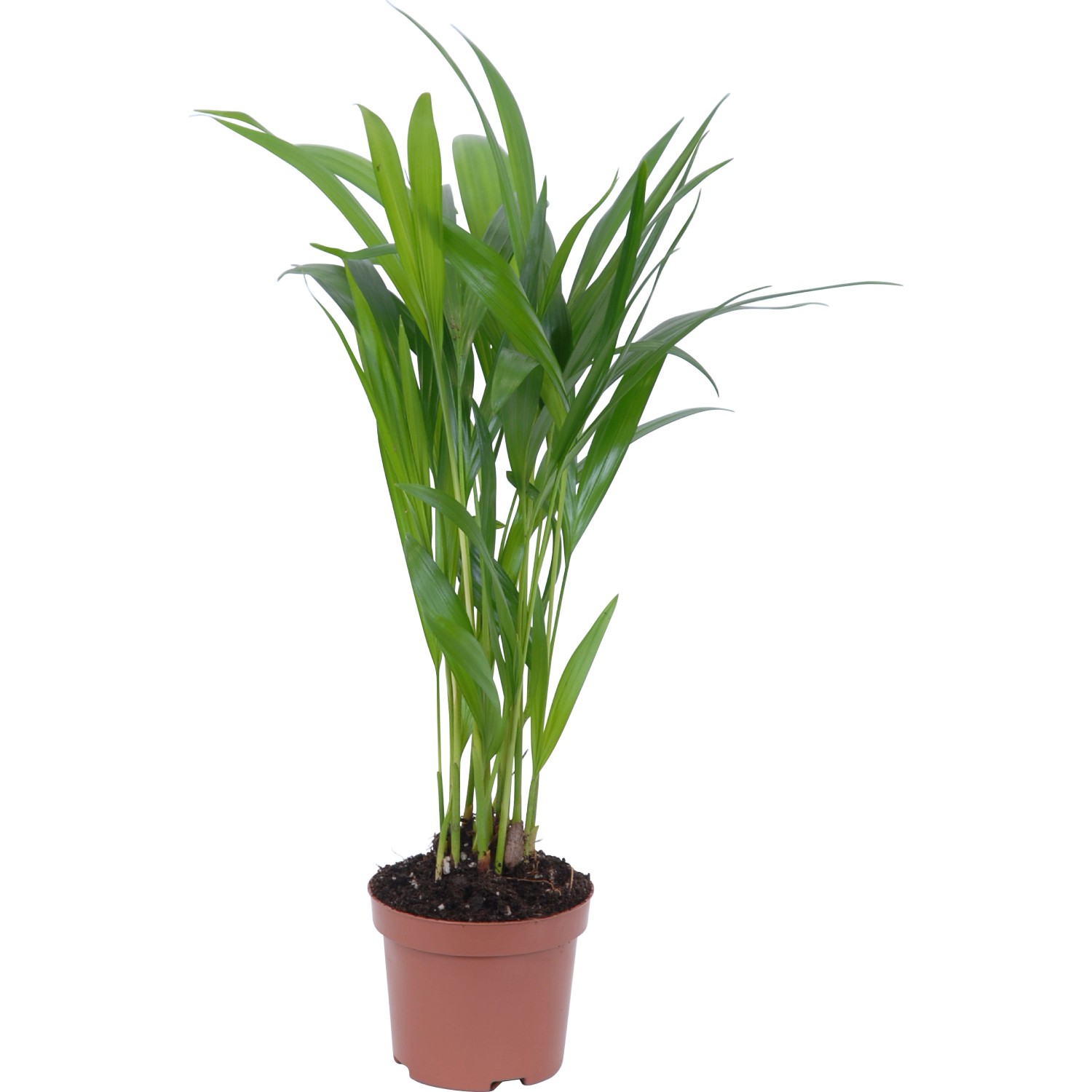 Goldfruchtpalme Topf Ø ca 9 cm Areca Dypsis lutescens kaufen bei OBI