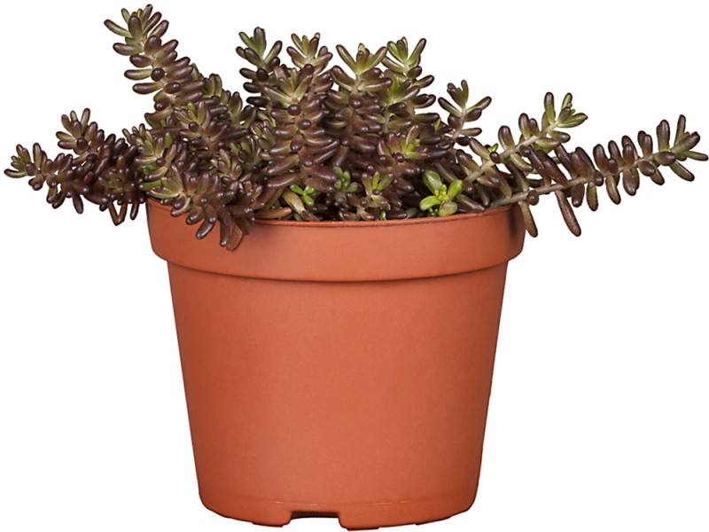 Grow By Obi Fetthenne Topf Ca Cm Sedum Kaufen Bei Obi