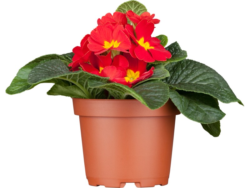 Kissen Primel Rot Topf Ca Cm Primula Acaulis Kaufen Bei Obi