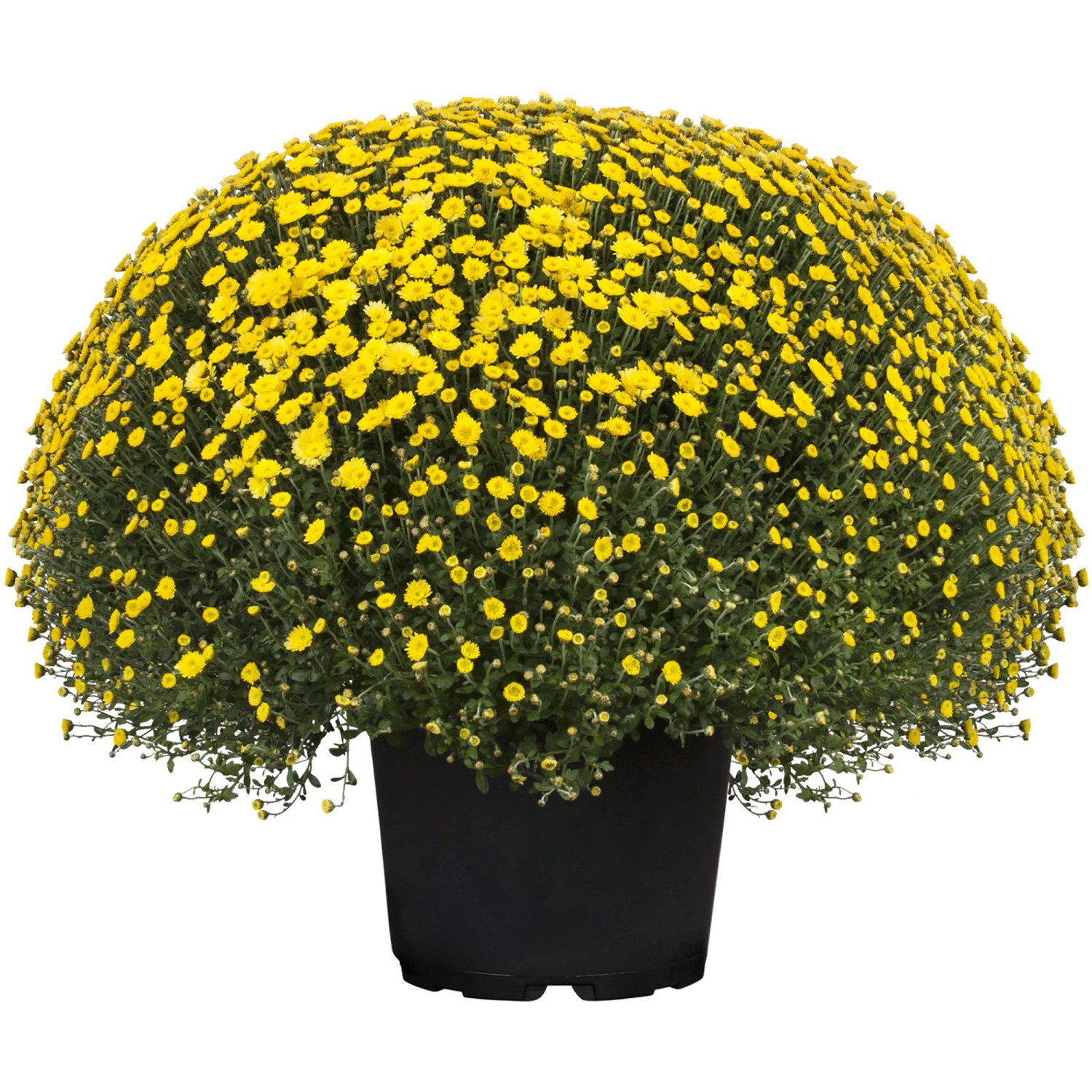 Chrysantheme Skyfall Topf Ca Cm Chrysanthemum Indicum Kaufen