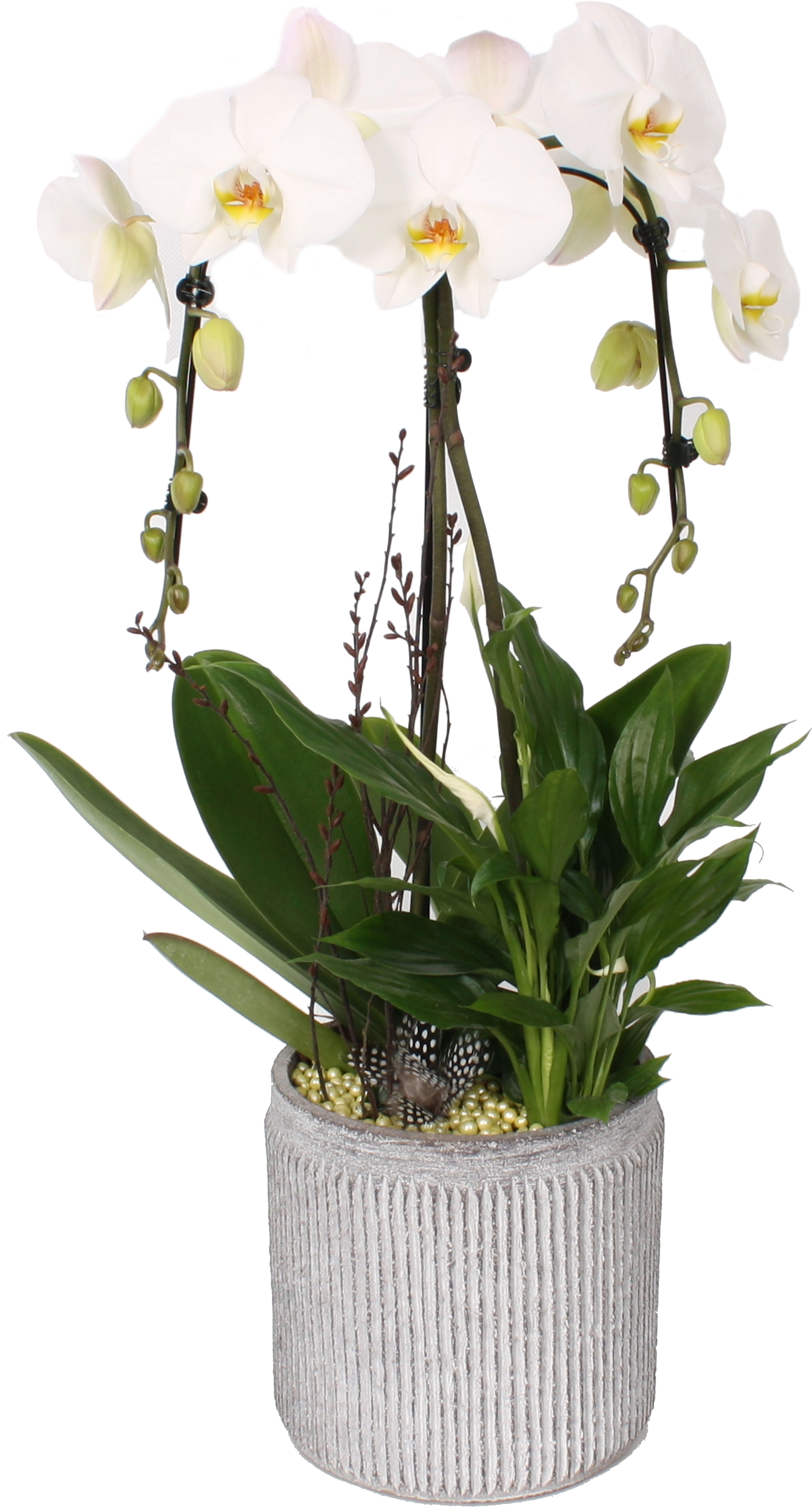 Modernes Orchideen Arrangement Im Beton Gef Topf Ca Cm Kaufen