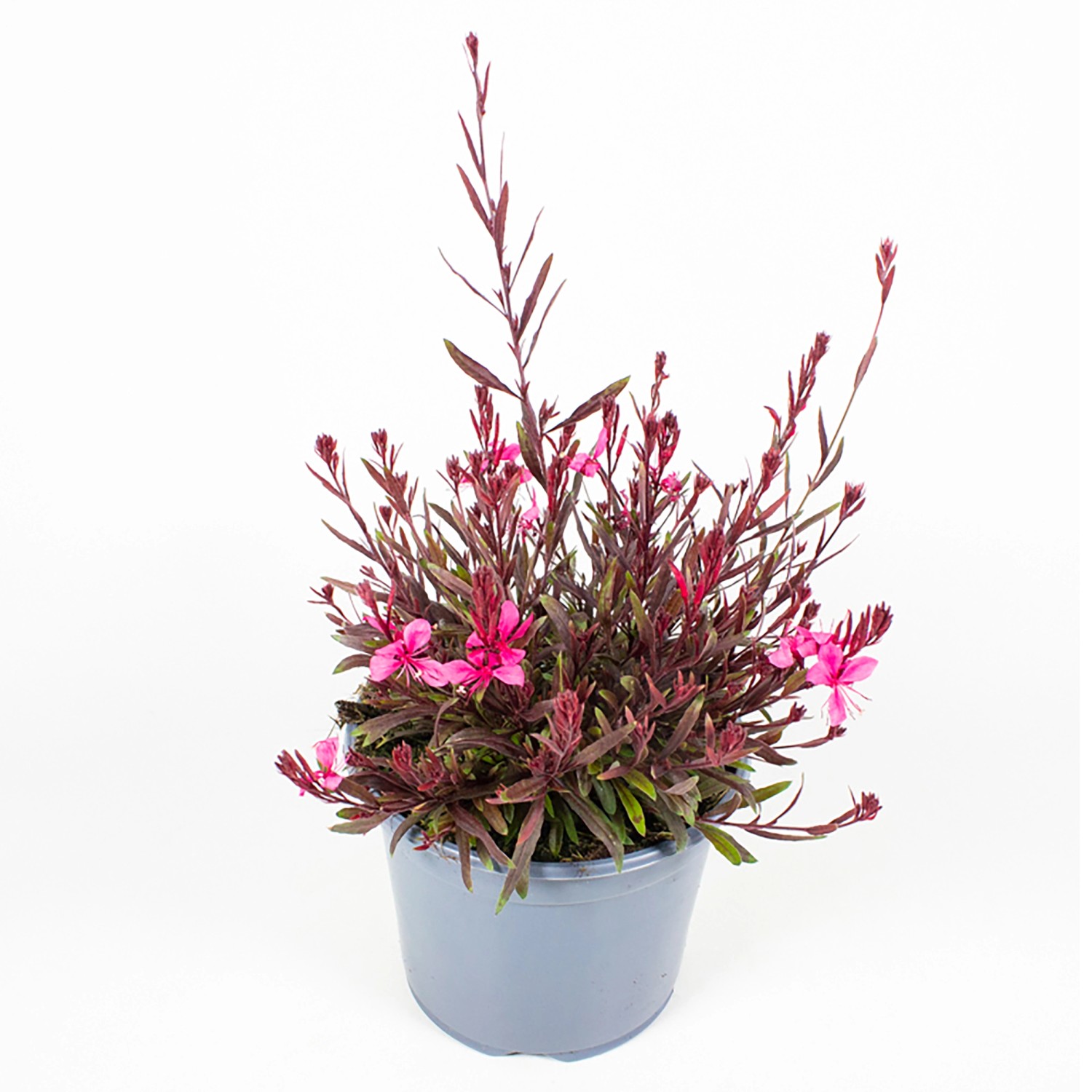 GROW by OBI Prachtkerze Höhe ca 28 cm Gaura lindheimeri Gaudi kaufen