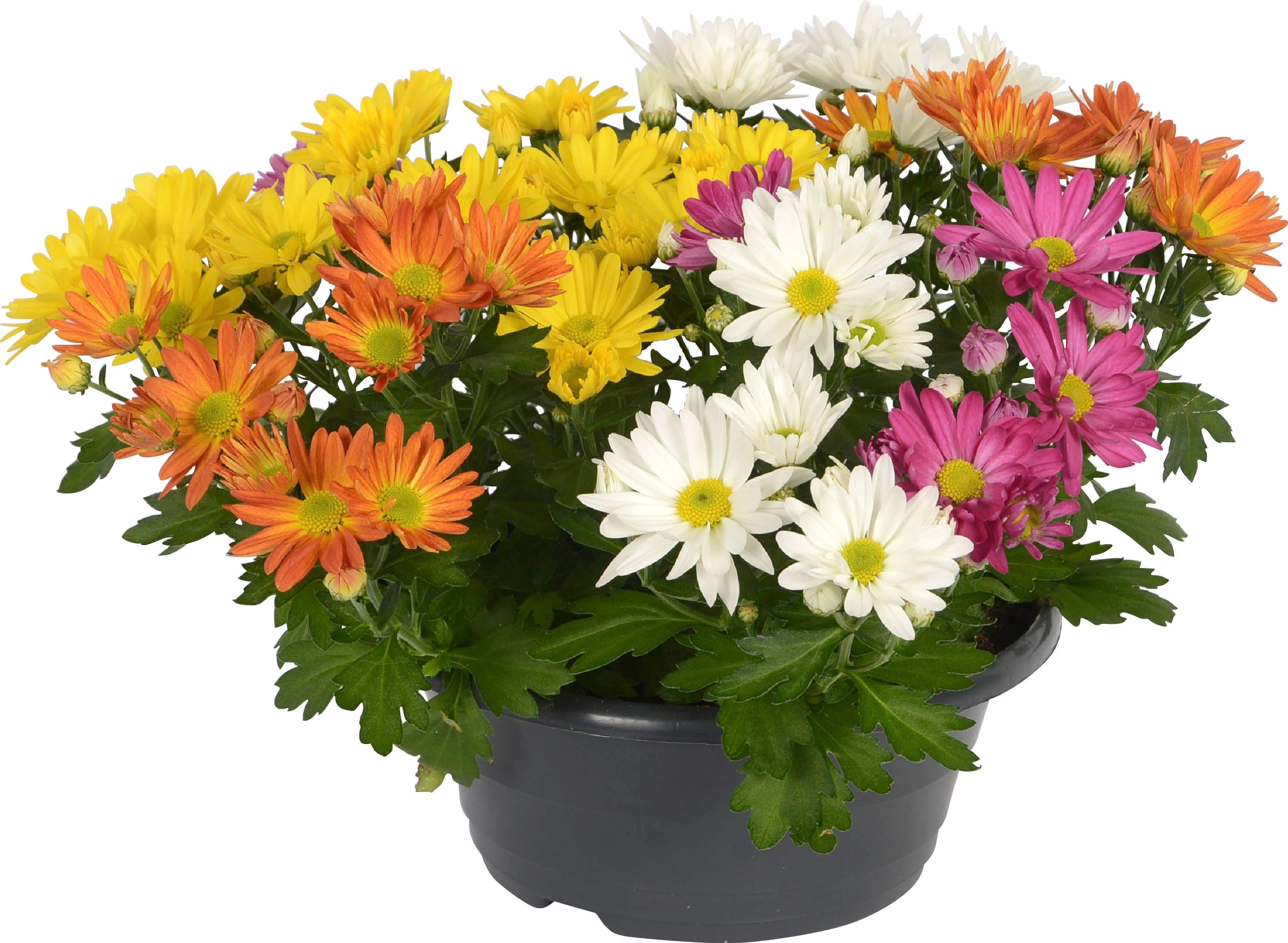 Obi Chrysanthemen Schale Carnaval Topf Ca Cm Chrysanthemum