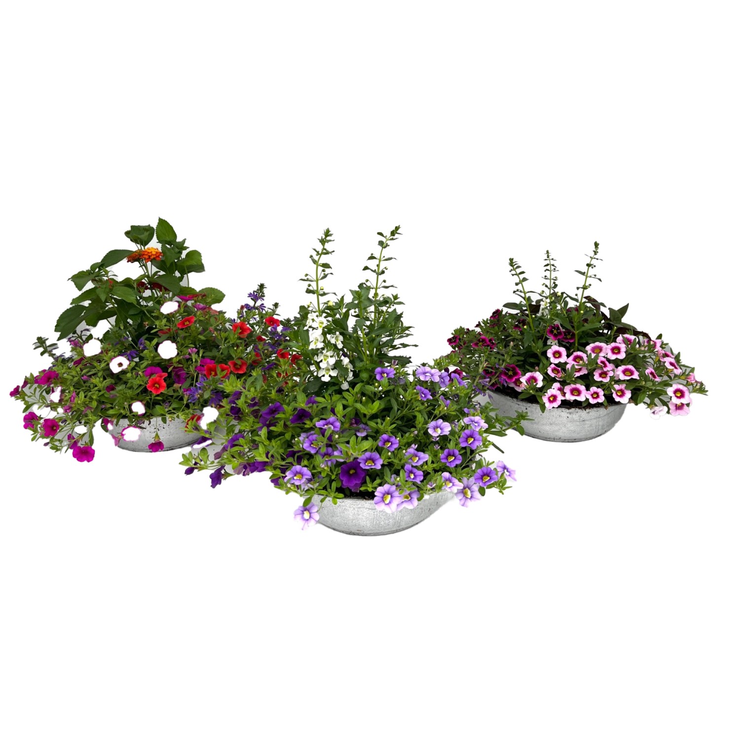 Sommerpflanzen Arrangement im Zink Gefäß Topf Ø ca 29 cm kaufen bei OBI