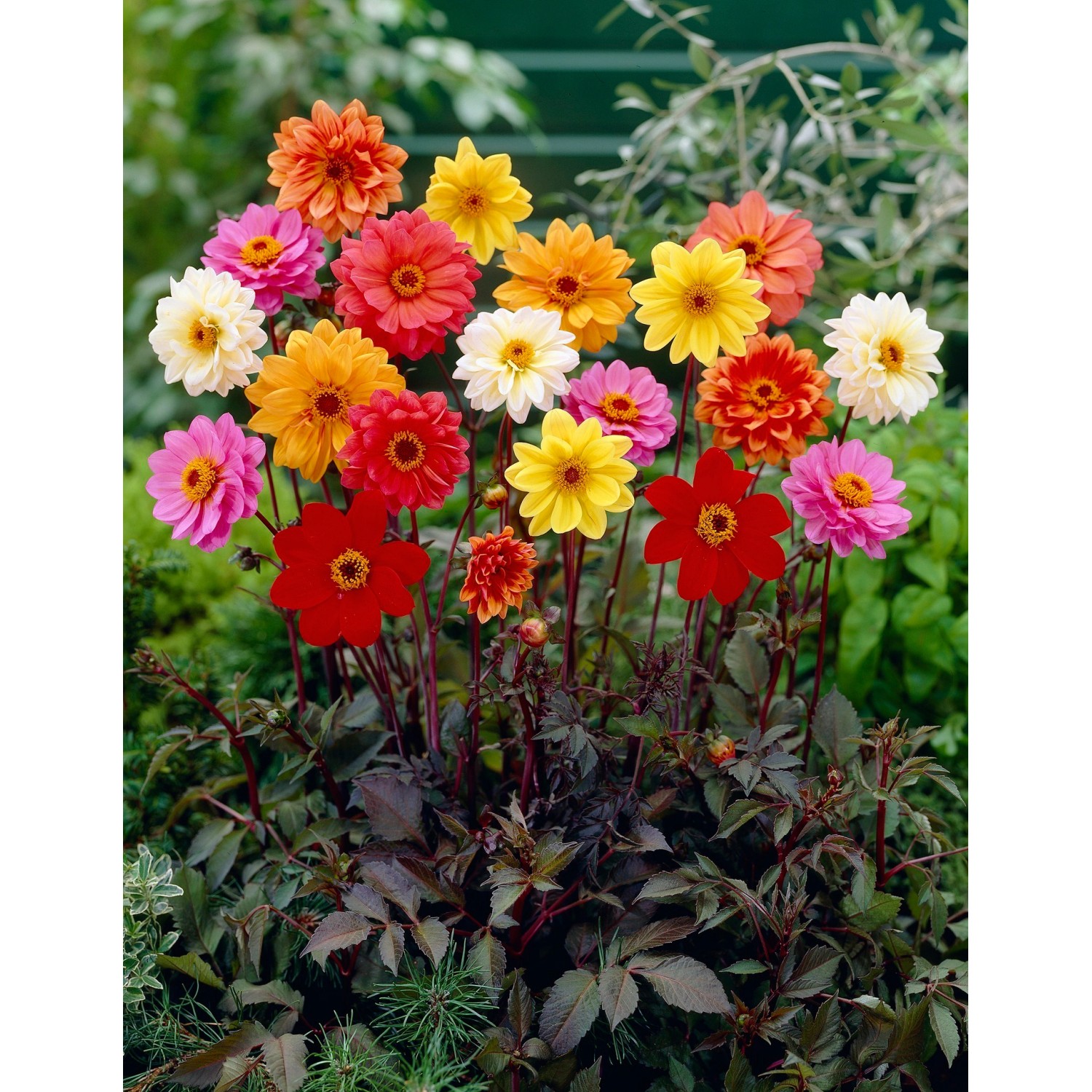 Garten Dahlie Topf Ca Cm Dahlia Kaufen Bei Obi