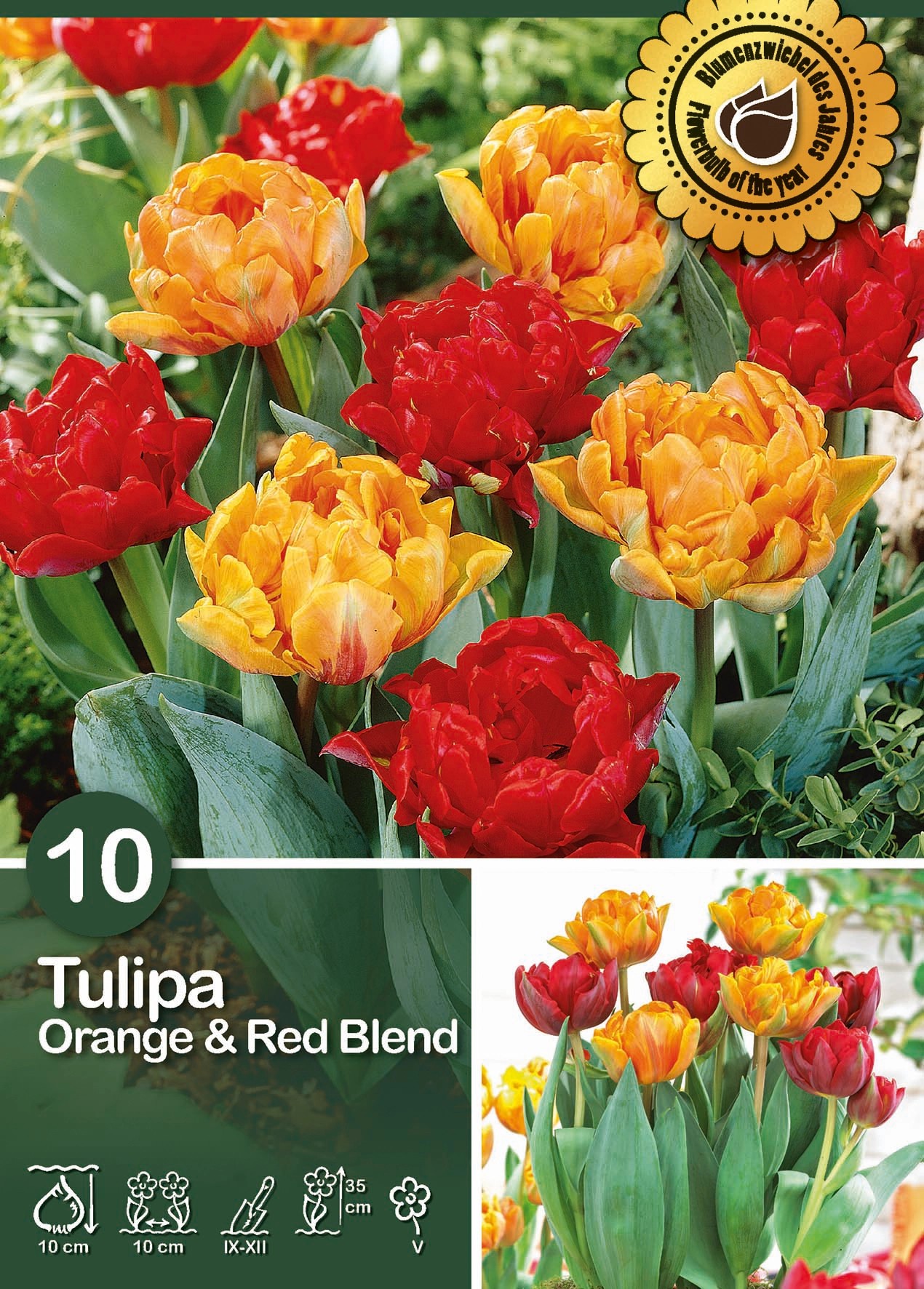 Gefüllte frühe Tulpen Mix Orange Red Blend kaufen bei OBI