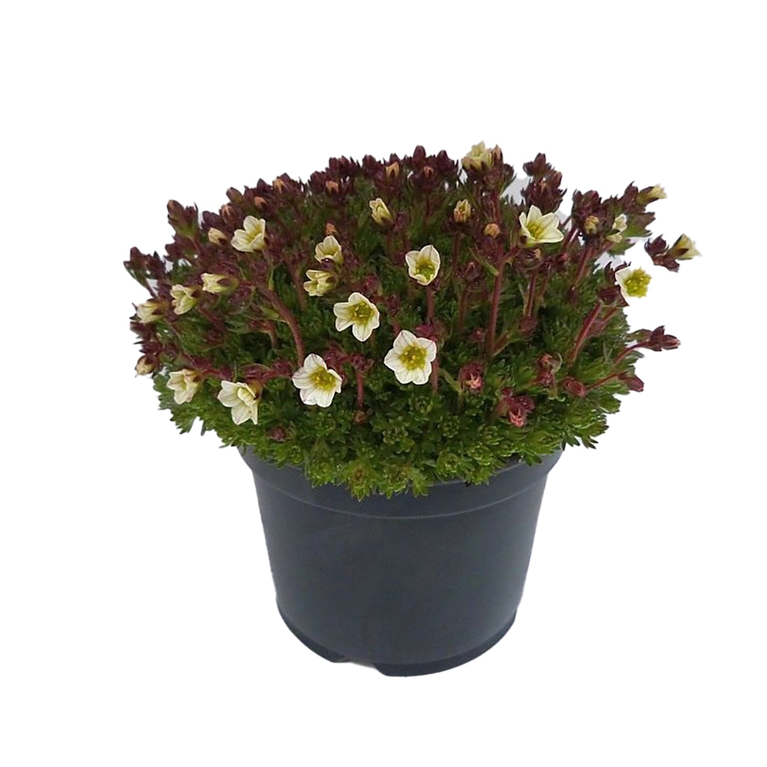 Garten Moossteinbrech Mix Topf Ca Cm Saxifraga X Arendsii Kaufen