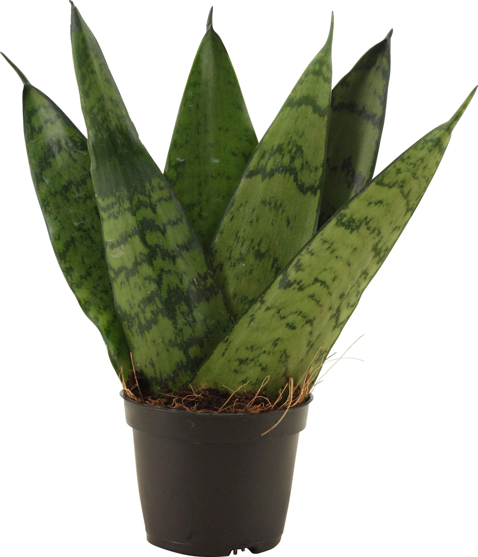 Bogenhanf Fan Höhe ca 10 15 cm Topf Ø ca 6 cm Sansevieria