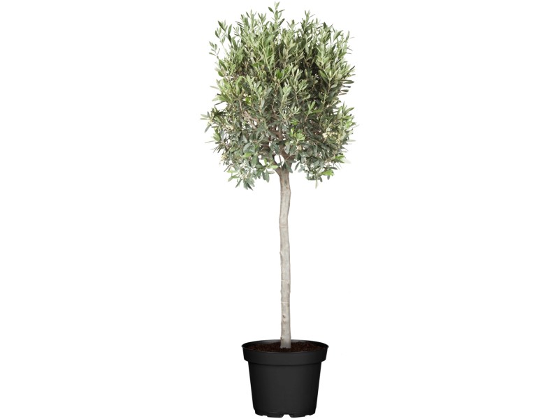 GROW by OBI Olivenbaum Stamm Höhe 150 175 cm Topf Ø ca 60 cm Olea