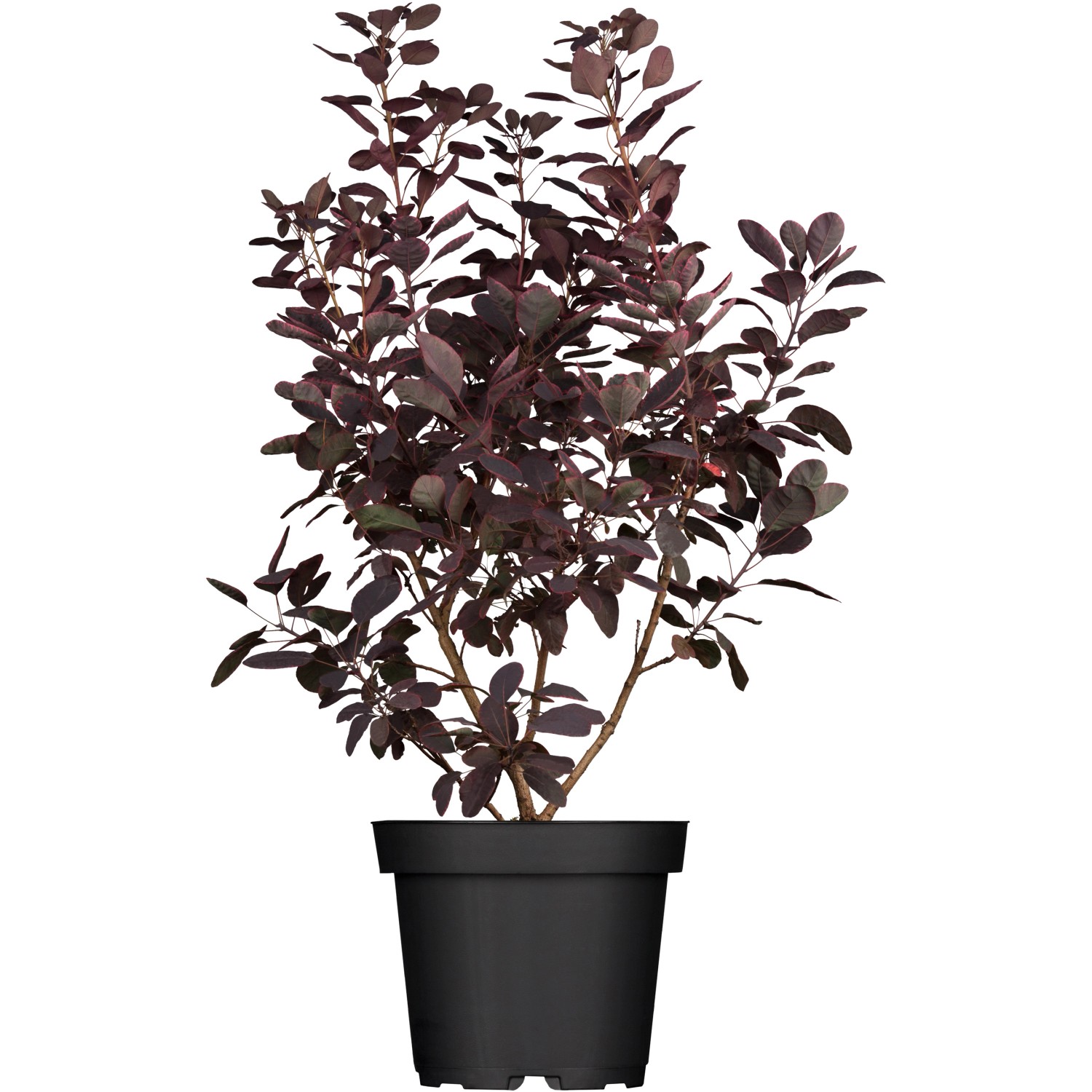 OBI Roter Perückenstrauch Royal Purple Rot Höhe ca 30 40 cm Topf