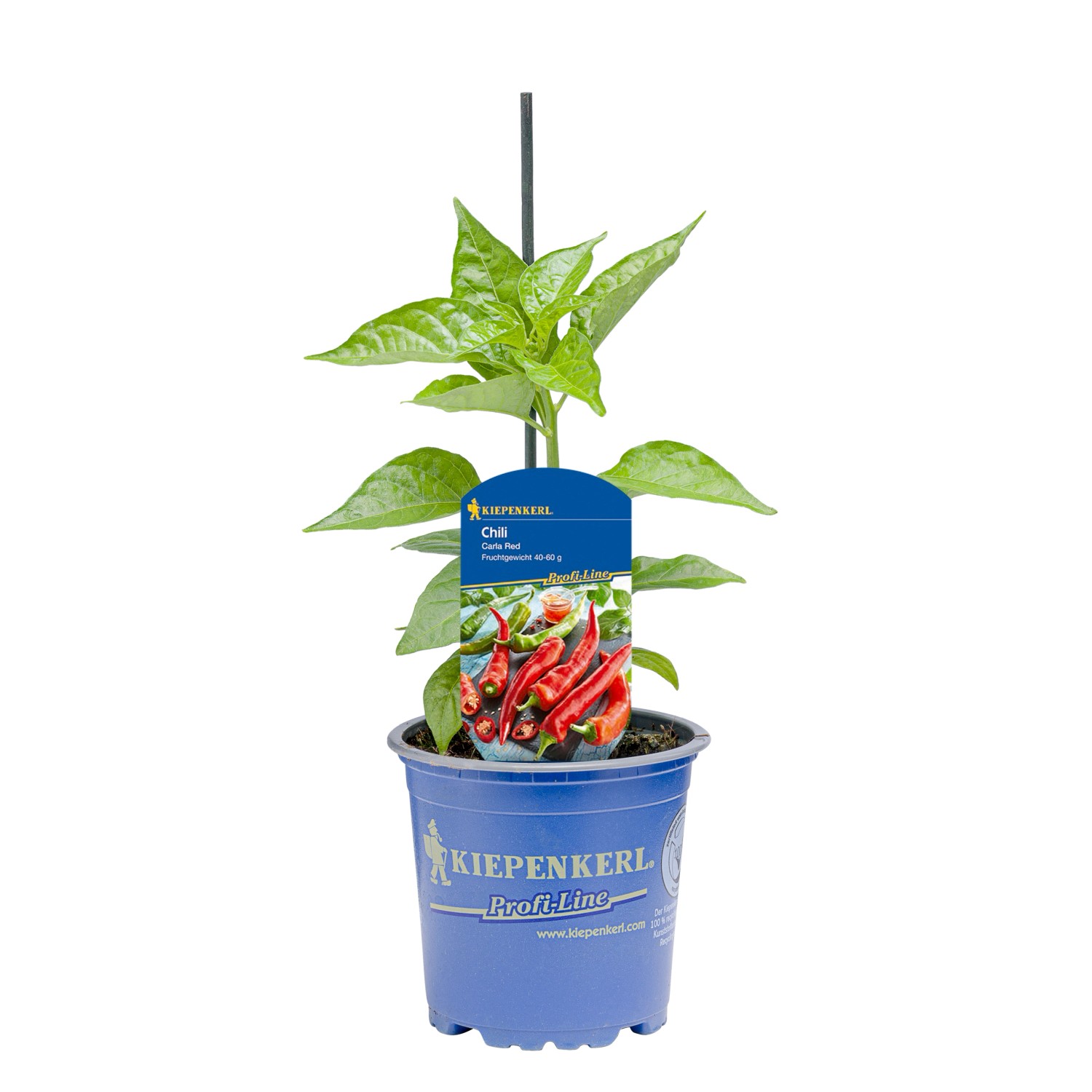 Kiepenkerl Chili Paprika Carla Red Topf Ca Cm Capsicum Annuum