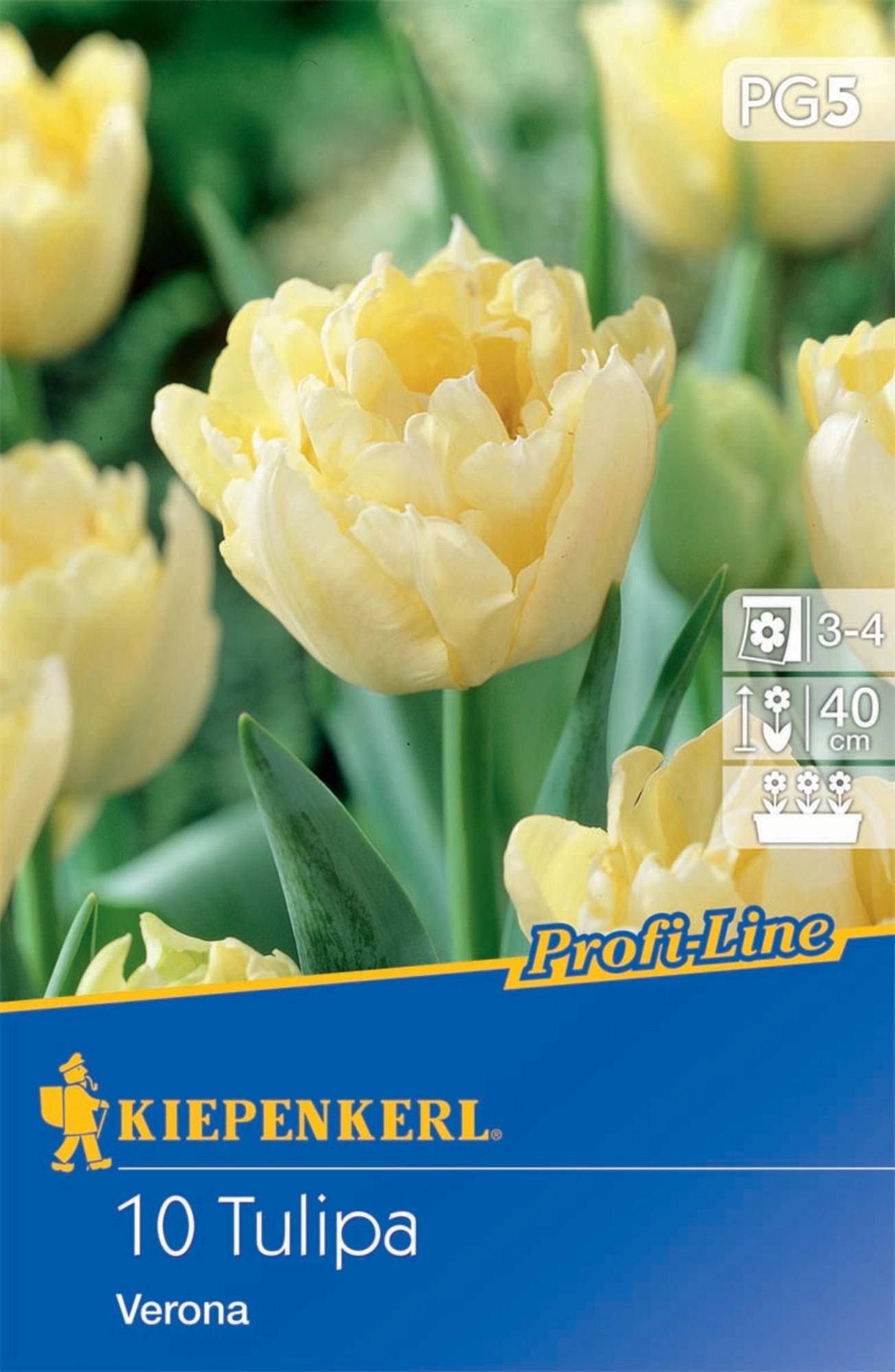 Kiepenkerl Profi Line Gefüllte frühe Tulpe Verona 10 Stück kaufen bei OBI