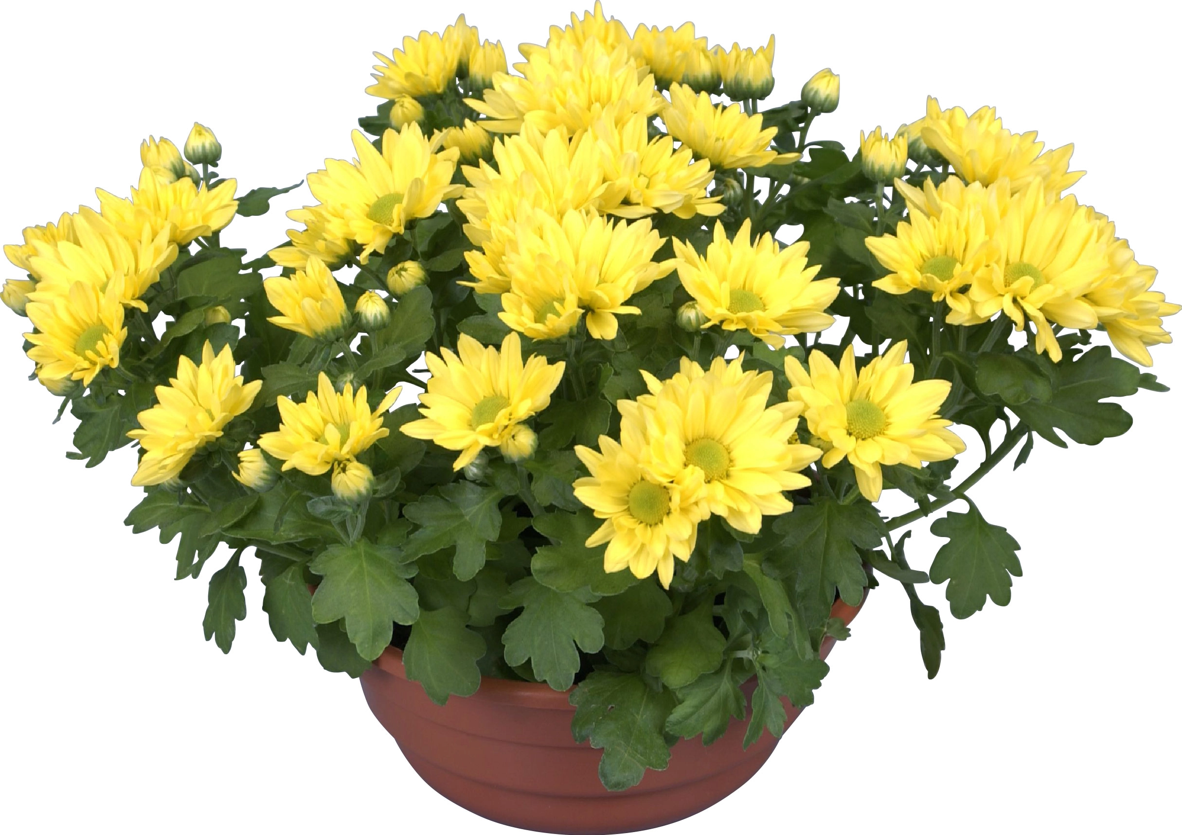 Gelbe Chrysantheme in Schale Topf Ø ca 23 cm Chrysanthemum kaufen bei OBI