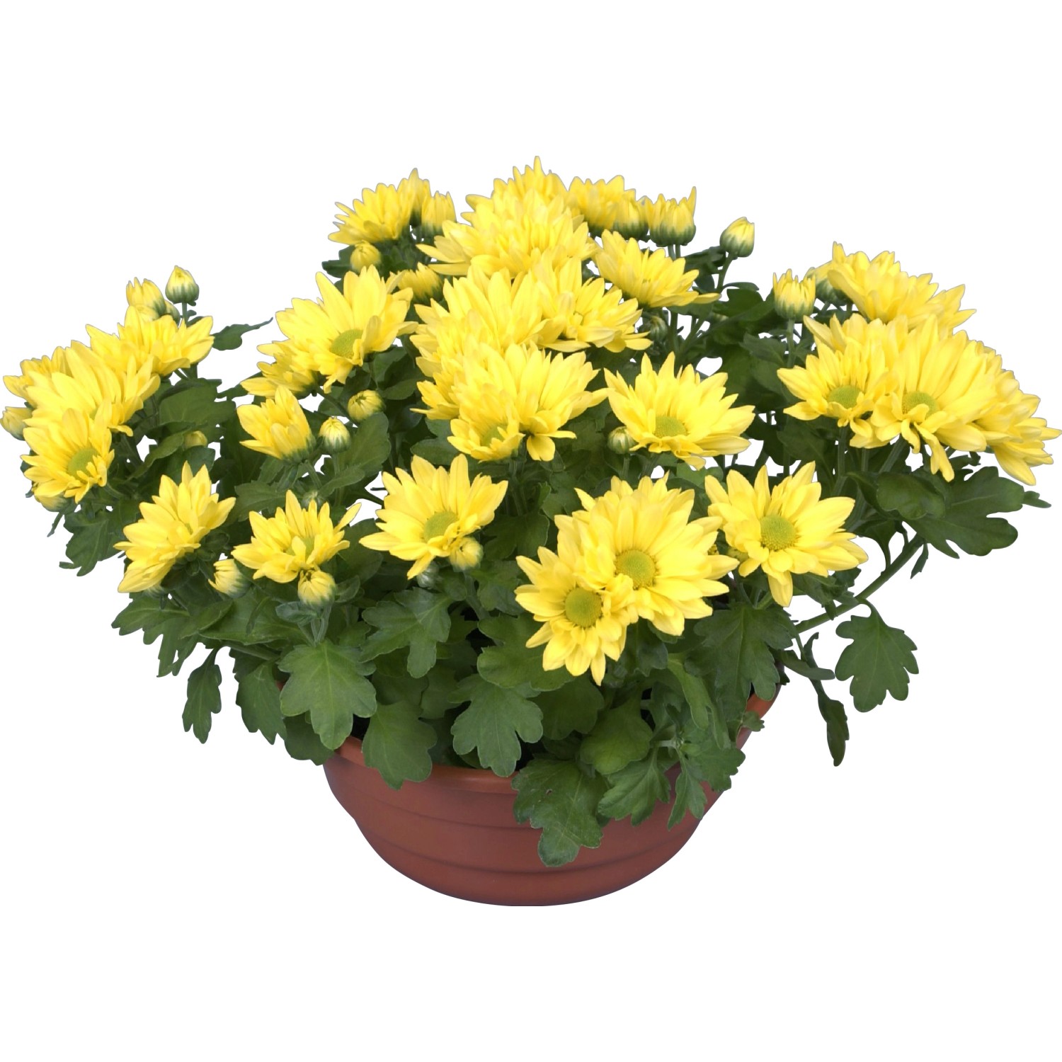 Gelbe Chrysantheme In Schale Topf Ca Cm Chrysanthemum Kaufen Bei Obi