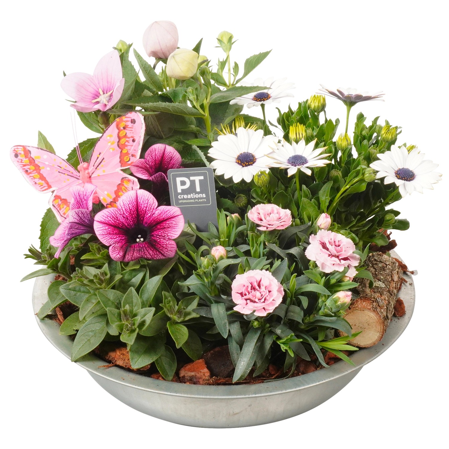 Sommerpflanzen Arrangement in Zinkschale Topf Ø ca 31 cm kaufen bei OBI