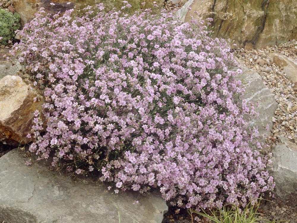 Moossteinbrech Rosenzwerg Rosa Topf Ca Cm X Cm Saxifraga