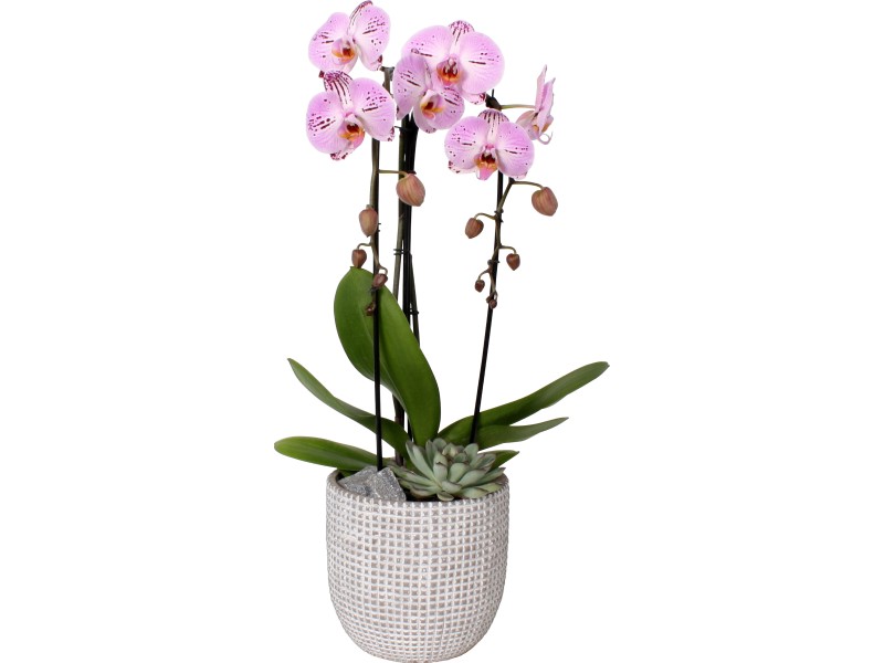 Orchideen Arrangement Im Grauem Beton Gef Topf Ca Cm Kaufen Bei Obi