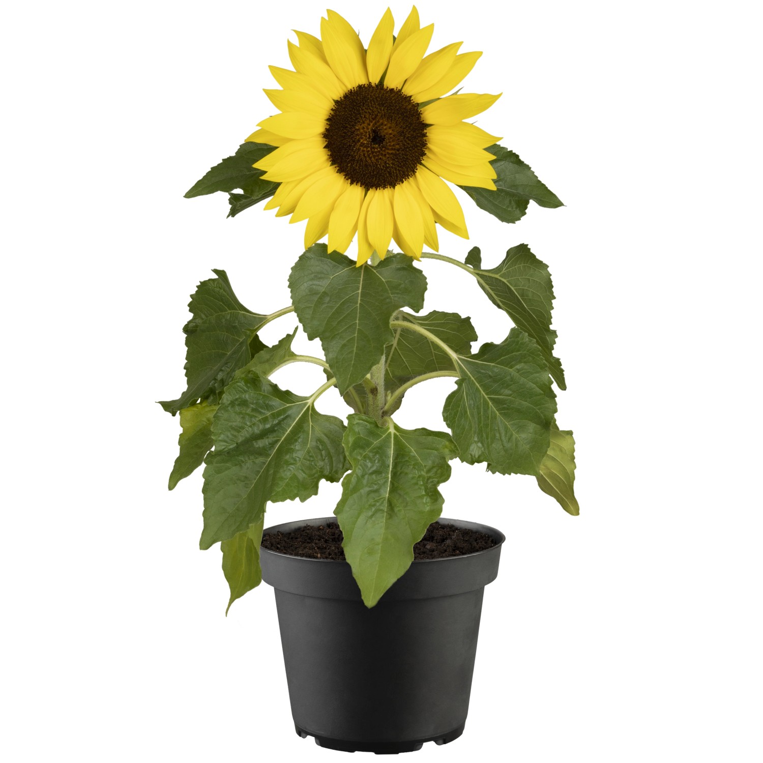 GROW By OBI Sonnenblume Gelb Ca 20 30 Cm Helianthus Anuus Kaufen Bei OBI