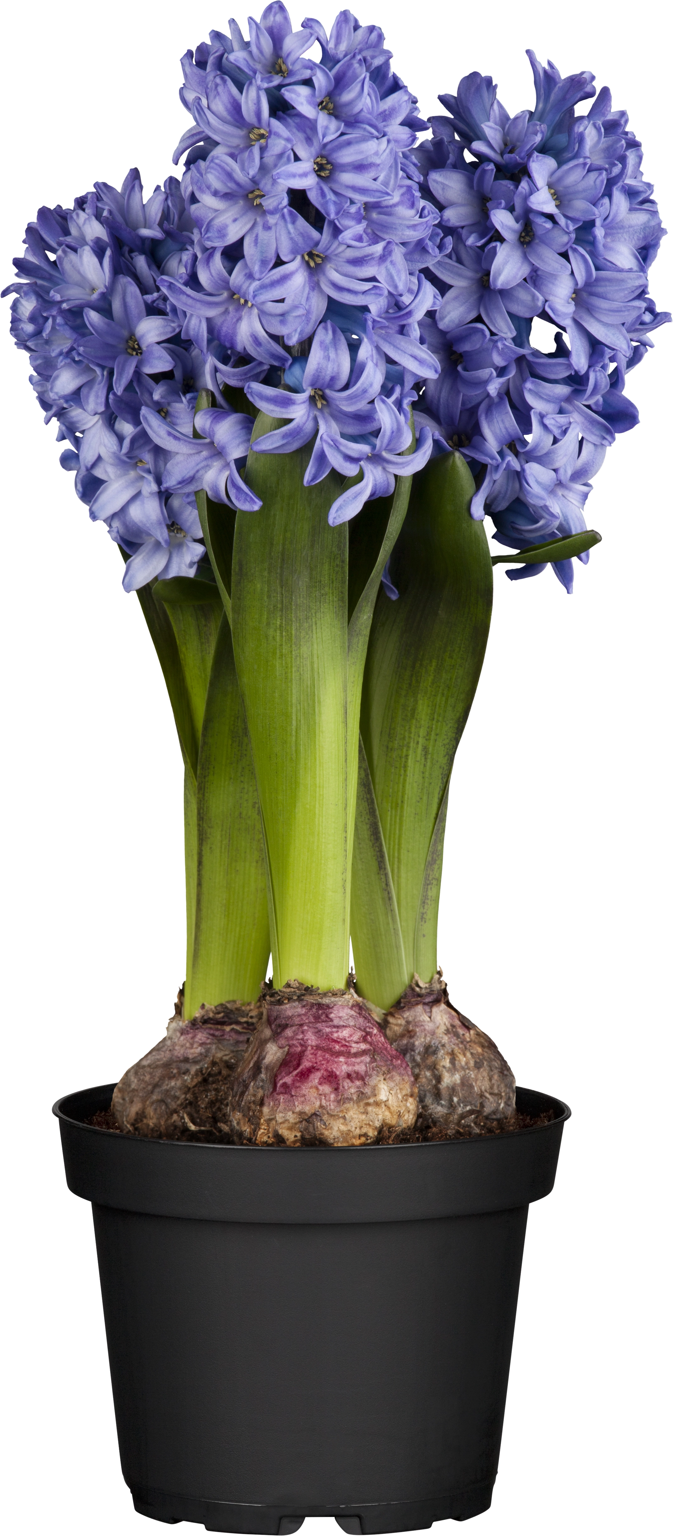 Grow By Obi Hyazinthe Topf Ca Cm Hyacinthus Orientalis Kaufen Bei Obi