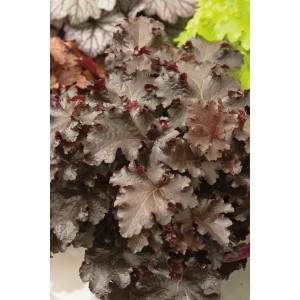 Purpurglöckchen 'Black Beauty' im Topf: Purpurrote Blätter der Heuchera als Bodendecker.