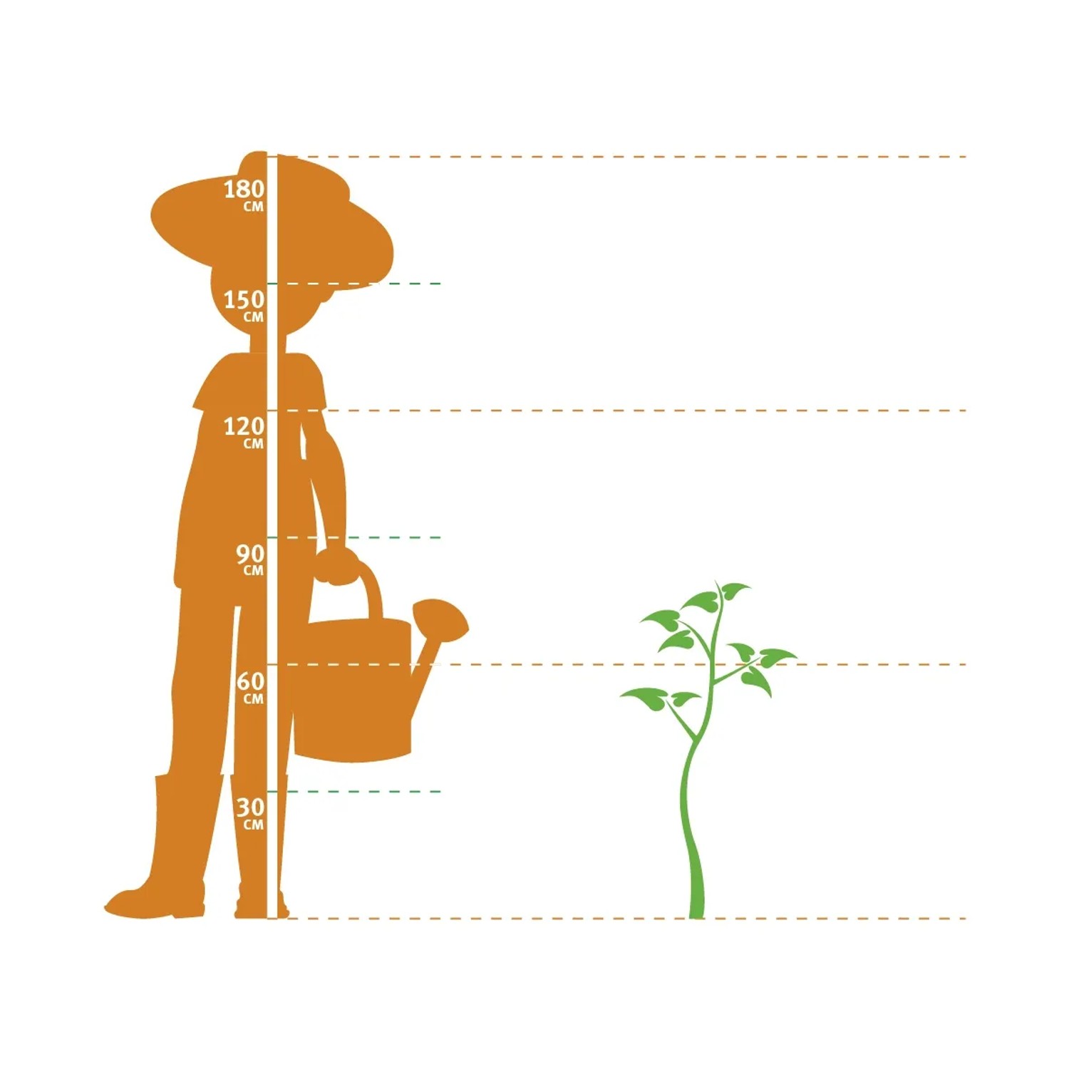 Größenvergleich: Goldfruchtpalme (ca. 60 cm) neben Person mit Gießkanne.