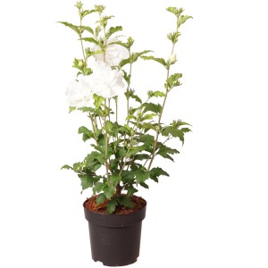 GROW by OBI Hibiskus 'White Chiffon' im Topf, ca. 40 cm hoch, mit reinweißen Blüten.