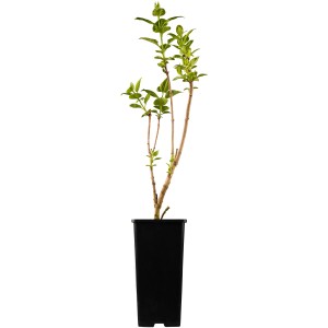 OBI Edelflieder "Amethyst" Lila Höhe ca. 50 - 60 cm Topf ca. 3,5 l Syringa