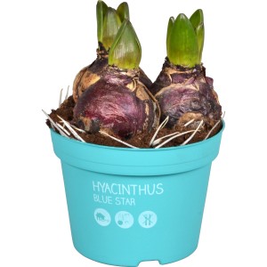 Hyazinthe Diamond Collection Blau im Topf (ca. 12 cm). Blaue Frühjahrsblume für Balkon und Terrasse.