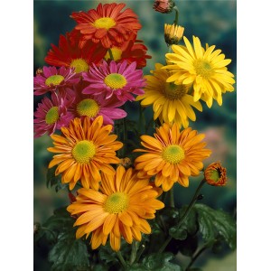 Herbst-Chrysantheme Trio im Topf mit Blüten in Gelb, Orange und Pink.