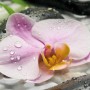 Komar Vlies Fototapete Wellness: Orchideen, Steine und Bambus für entspannende Atmosphäre.