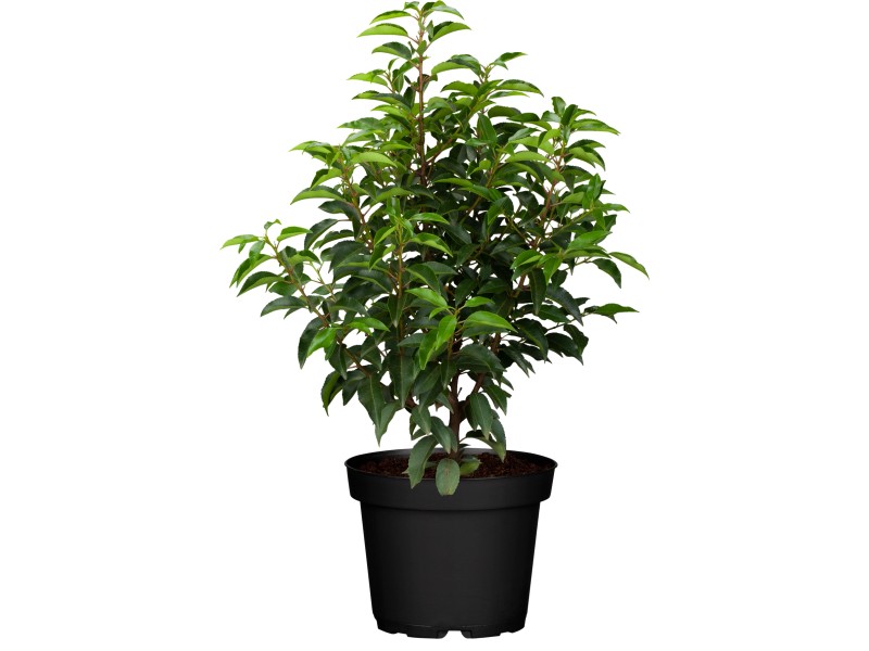 Portugiesischer Kirschlorbeer "Angustifolia" Höhe ca. 20 40 cm Topf