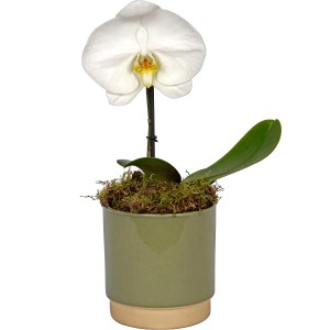 Arrangement mit weißer Schmetterlingsorchidee (Singolo) im grünen Topf, ca. 12 cm Topf-Ø.